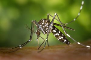 A Zika-láz terjedését modellezték szegedi matematikusok