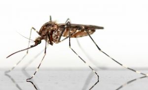 Betegségeket terjesztő szúnyogok áraszthatják el a világot